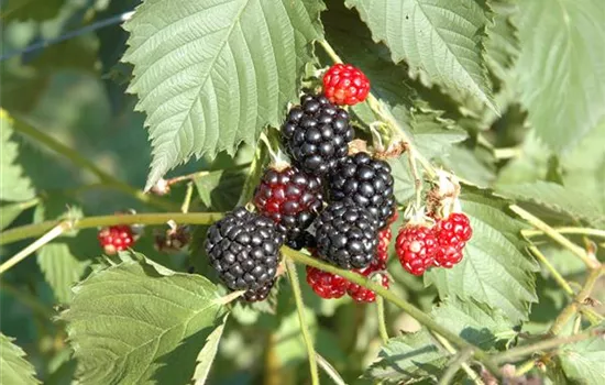 Rubus frut.'Dirksen Thornless' CAC Rubus frut.'Dirksen Thornless' CAC