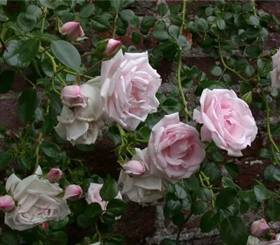 Rosa 'New Dawn' KL IV Rosa 'New Dawn' KL IV