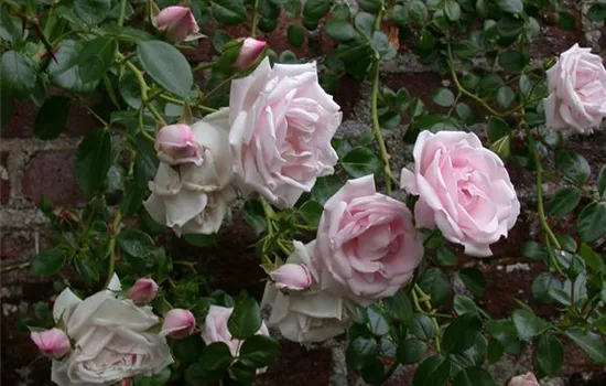 Rosa 'New Dawn' KL IV Rosa 'New Dawn' KL IV