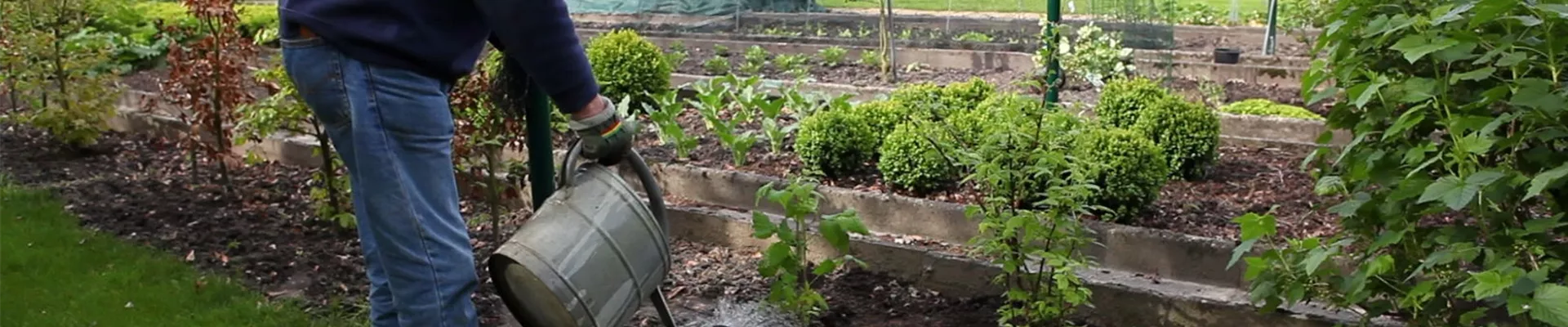 Himbeeren - Einpflanzen im Garten (6)