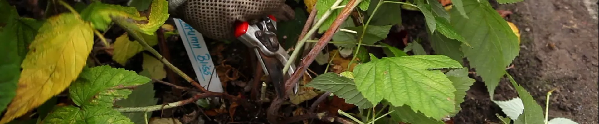 Himbeeren - Rückschnitt im Winter (3)