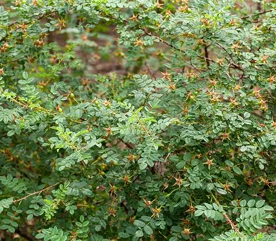 Rosa pimpinellifolia