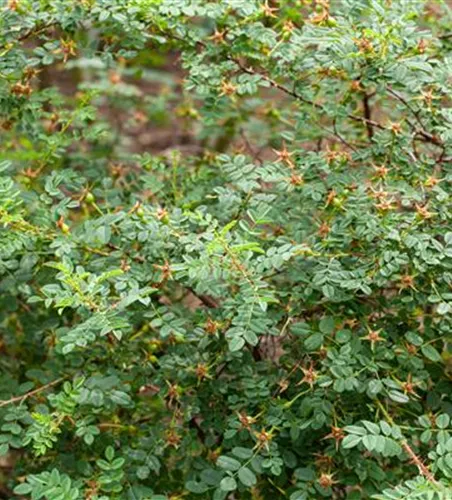 Rosa pimpinellifolia