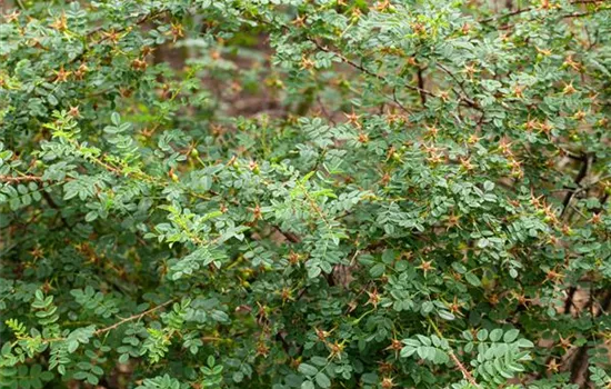 Rosa pimpinellifolia