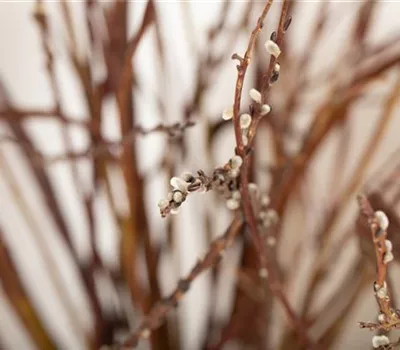 Weidezaun: der Zaun, der Leben und Farbe ins Spiel bringt