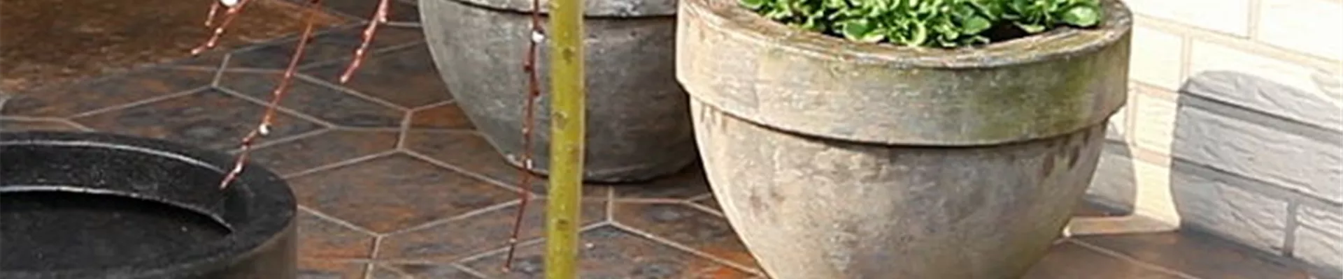 Hängekätzchenweide - Einpflanzen in ein Gefäß (1)