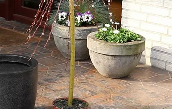 Hängekätzchenweide - Einpflanzen in ein Gefäß