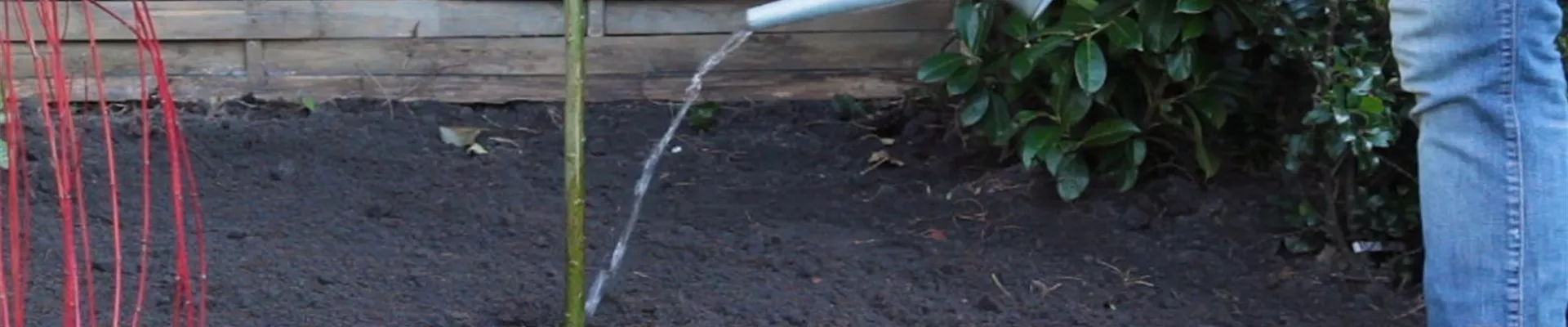 Hängekätzchenweide - Einpflanzen im Garten 6