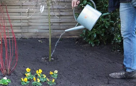 Hängekätzchenweide - Einpflanzen im Garten