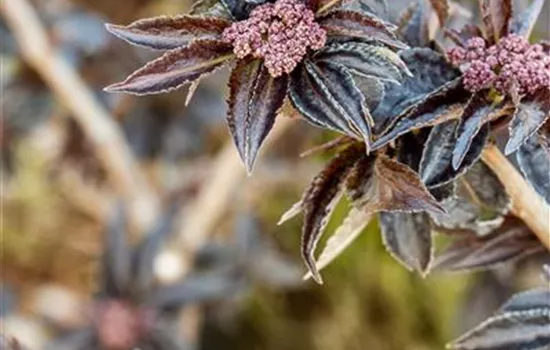 Sambucus nigra 'Black Tower' -R-