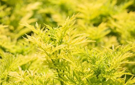 Sambucus nigra 'Golden Tower'