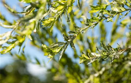 Salix integra 'Hakuro Nishiki'