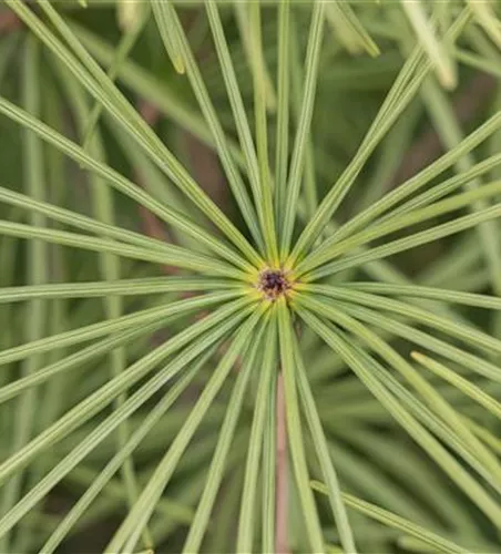 Sciadopitys verticillata