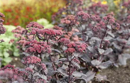 Fetthennen teilen Fetthennen teilen