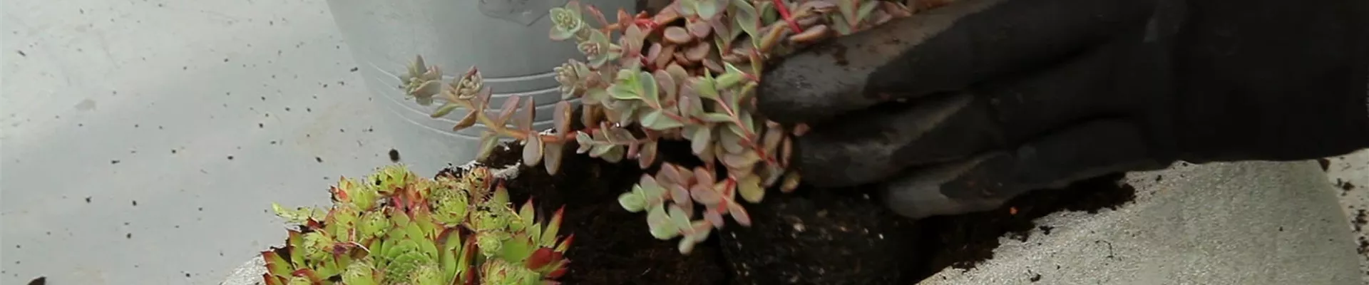 Steingartengewächse - Einpflanzen in ein Gefäß (4)