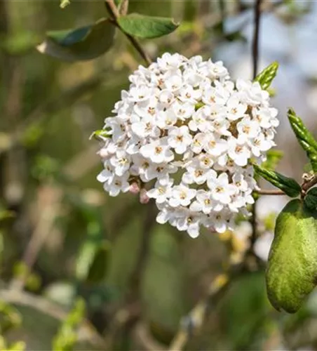 Viburnum burkwoodii