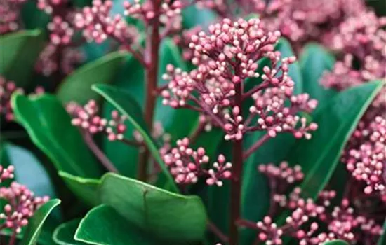 Skimmia japonica 'Rubella'