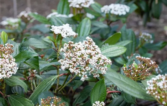 Viburnum davidii