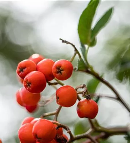 Sorbus aucuparia