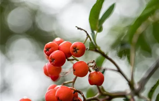 Sorbus aucuparia