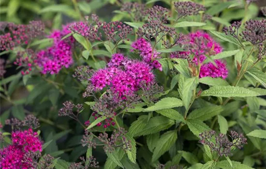 Spiraea japonica 'Anthony Waterer' Spiraea japonica 'Anthony Waterer'