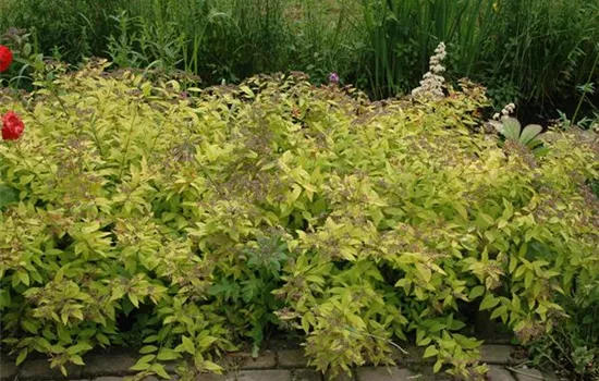Spiraea japonica 'Golden Princess' Spiraea japonica 'Golden Princess'