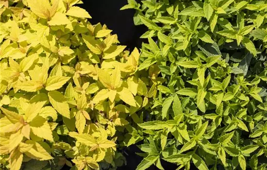 Spiraea japonica 'Goldflame'