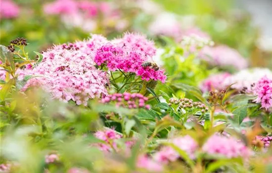Spiraea japonica 'Little Princess' Spiraea japonica 'Little Princess'