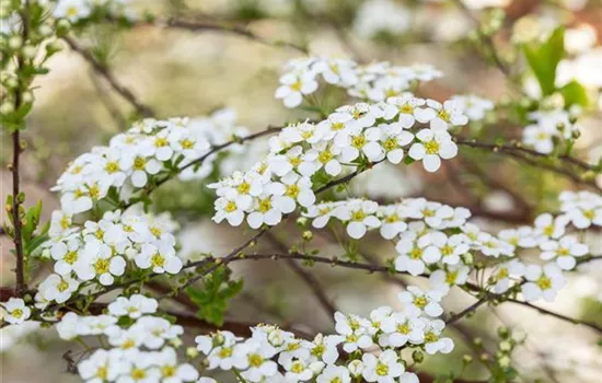 Spiraea vanhouttei Spiraea vanhouttei