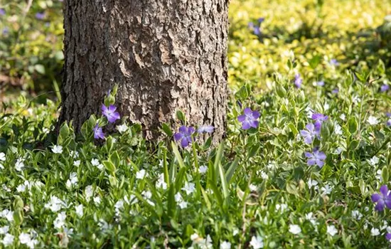 Vinca minor 'Alba'