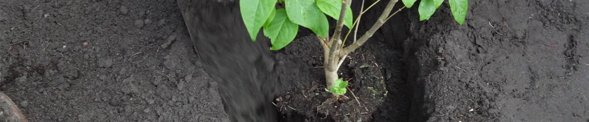 Flieder - Einpflanzen im Garten (5) Flieder - Einpflanzen im Garten (5)