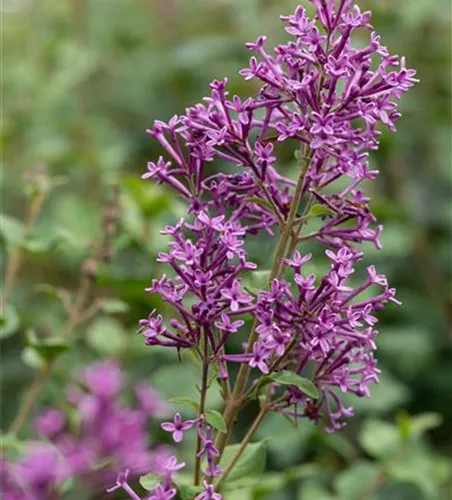 Syringa Bloomerang -R- 'Dark Purple' Syringa Bloomerang -R- 'Dark Purple'