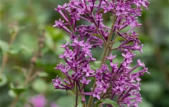 Syringa Bloomerang -R- 'Dark Purple' Syringa Bloomerang -R- 'Dark Purple'
