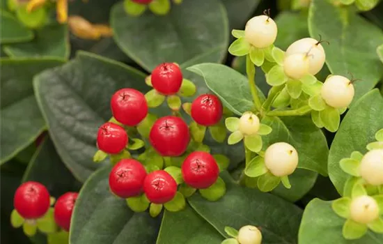 Hypericum inodorum 'Miracle Attraction' Hypericum inodorum 'Miracle Attraction'