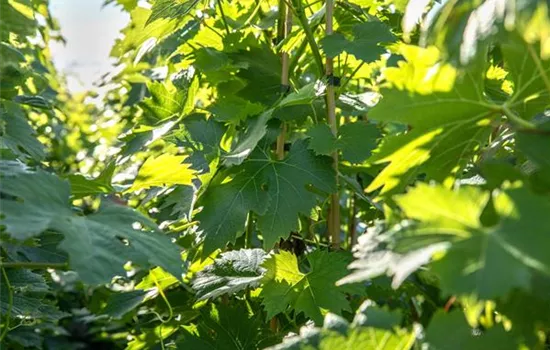 Vitis 'Phönix' -S- II