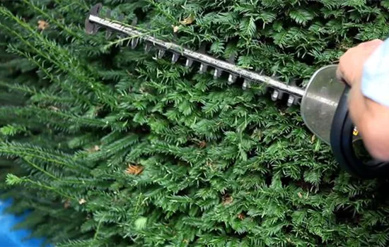 Eibe - Zurückschneiden mit der Heckenschere