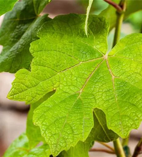 Vitis 'Vanessa' -R- II