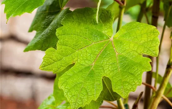 Vitis 'Vanessa' -R- II