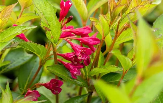 Weigela 'Bristol Ruby' Weigela 'Bristol Ruby'