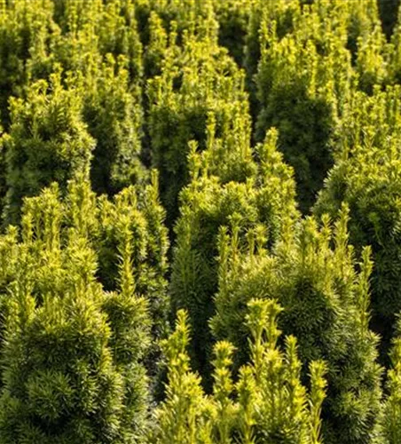 Taxus baccata 'Fastigiata Aureomarginata'