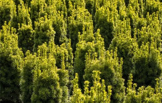 Taxus baccata 'Fastigiata Aureomarginata'