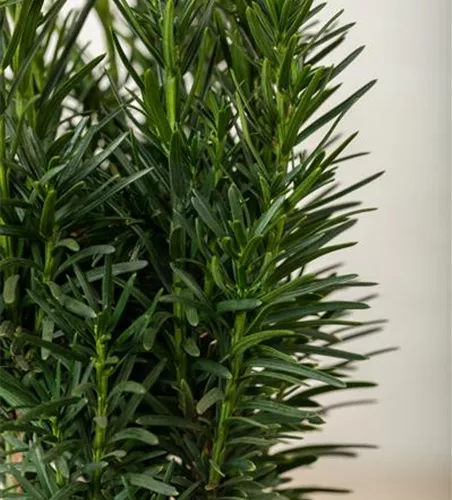 Taxus baccata 'Fastigiata Robusta'