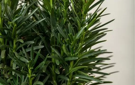 Taxus baccata 'Fastigiata Robusta'