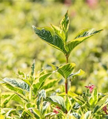 Weigela florida 'Nana Variegata' Weigela florida 'Nana Variegata'