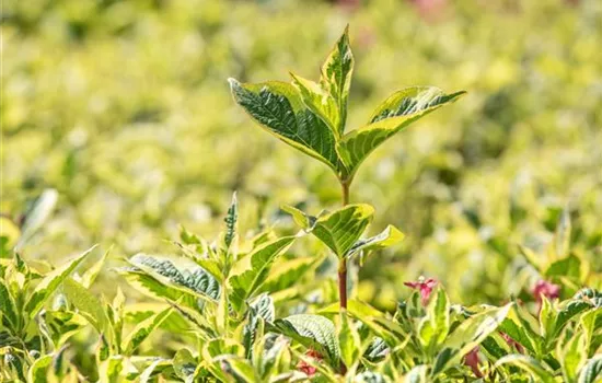 Weigela florida 'Nana Variegata' Weigela florida 'Nana Variegata'