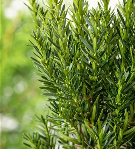 Taxus media 'Hillii'