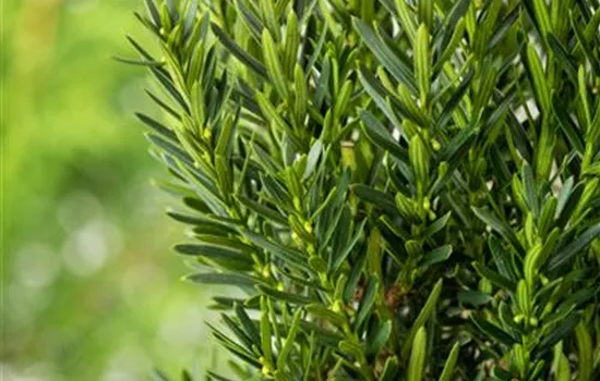 Taxus media 'Hillii'