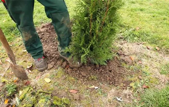 Lebensbaum - Einpflanzen im Garten