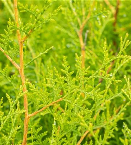 Thuja occidentalis 'Brabant'