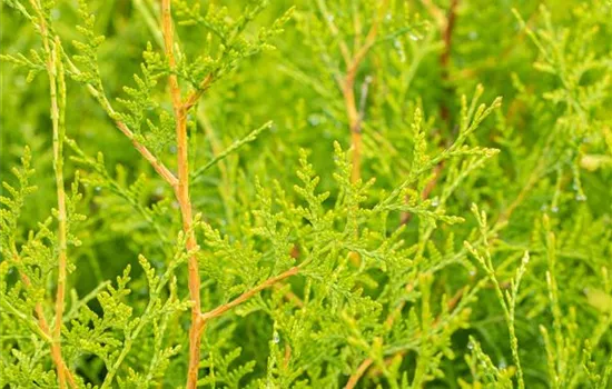 Thuja occidentalis 'Brabant' Thuja occidentalis 'Brabant'